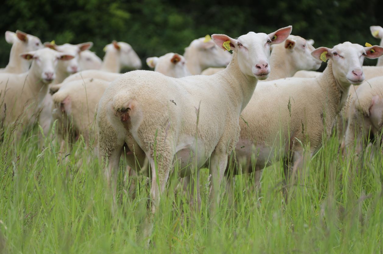 Le projet PARALUT : Lutte contre les strongles digestifs par la résistance génétique du mouton en race Rouge de l'Ouest