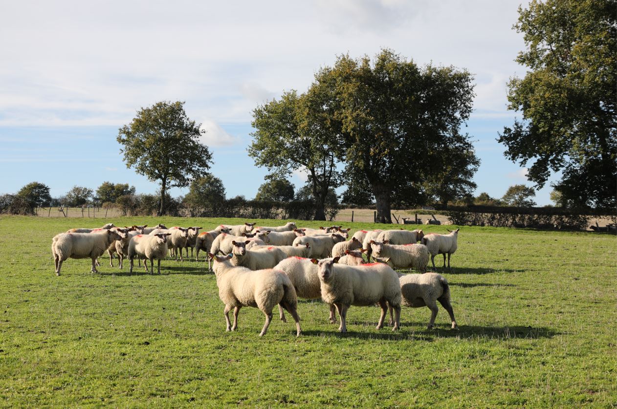 Le Projet : SMARTER (Efficacité et résilience de l’élevage des petits ruminants)